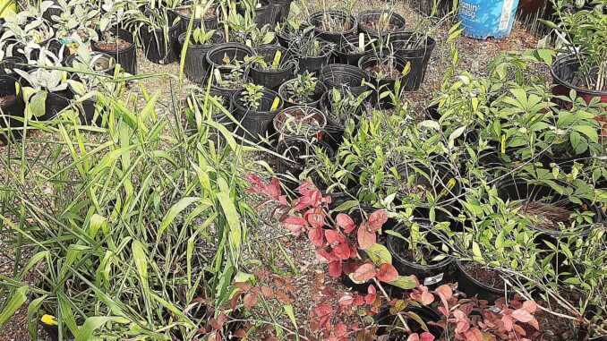 Garden Sale 5.6.25 compressed
